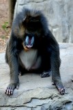 Mandrill