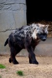 Hyena