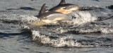 Common Dolphin 1