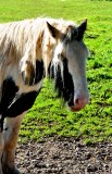 Horses and Ponies