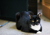 Benjy in repose by den computer