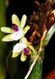 Scaphoglottis prolifera 04