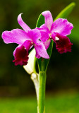 blc ndl pink purple 02