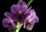 vanda Pures Wax 07