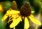 sunflower with fly