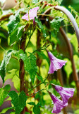 ornamental sweet potato