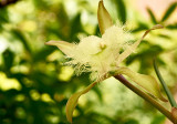 Rhyncholaelia digbyana 18