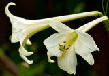 Lily Formosanum Navona 17