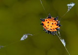 Gasteracantha cancriformis elipsoides deck