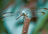 blue dasher dragonfly 02