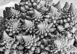 Romanesco broccoli mono