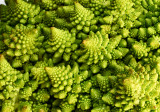 Romanesco broccoli 