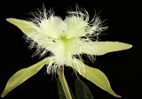 Rhyncholaelia digbyana 19
