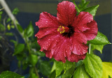 hibiscus Heartbeat Red Ruffles after rains