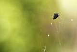 gaster orb weaver off front porch