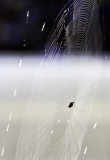 gaster orb weaver off front porch from behind