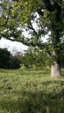 IMAG0011.jpg