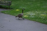 Canada Goose