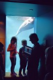 Vancouver Aquarium - False Killer Whale and Friends