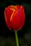 Tulip352ww.jpg