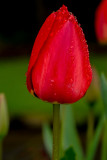 XE1 Tulip in rain 153ww.jpg