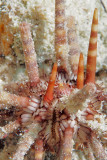 Urchin Underside