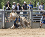 Cracker Rodeo Bull Ride 5 Fail