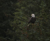 Eagle In Tree