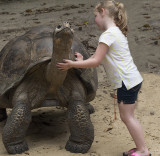 Girl With Tortoise