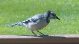 Bald Blue Jay