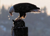 Eagle Eating Gull