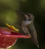 Juvenile Annas Hummingbird