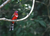 Red-headed Trogon, male