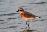 Lesser Sand Plover