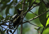Heart-spotted Woodpecker, fem