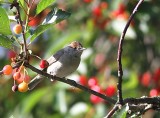 Blackcap, female
