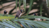 Javan Sparrow