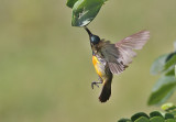 Flame-breasted Sunbird