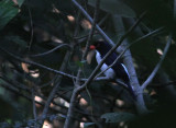 White-rumped Kingfisher
