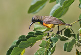 Flame-breasted Sunbird