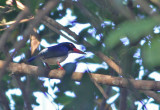 White-rumped Kingfisher