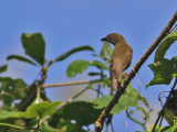 Golden-rumped Flowerpecker