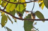 Timor Sparrows