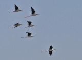 White-headed Stilts