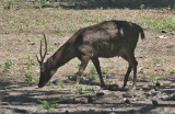 Timor Deer