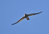 Variable Goshawk