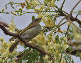 Timor Friarbird