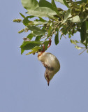 Plain Prinia