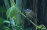 Grey-throated Babbler