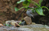 Plumbeous Redstart, female